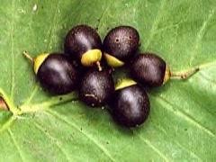 Image result for Vitex payos