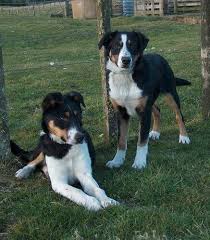 New Zealand Heading Dog Dog Breeds Beautiful Dogs Cute Animals