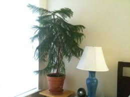 Rather, this tree is a tropical plant native to the south pacific. Norfolk Island Pine Transplant Guide Tips For Repotting Norfolk Island Pines