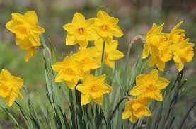Early spring blooming yellow flowers. 11 Yellow Spring Flowers To Make Your Garden Pop
