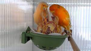 Browse norwich canaries by state alabama alaska arizona california colorado connecticut delaware georgia hawaii idaho illinois indiana iowa. Norwich Canary Youtube