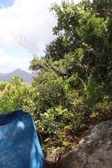 Image result for Chlorophytum krookianum