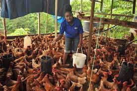 Kaufen sie chicken coop online von einer vielzahl von produkten zum besten preis. From Accountant To Farmer A Mother Discovers The Joys Of Farming News Jamaica Gleaner