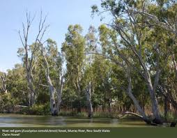 The tinmouth channel wetland is a 1,473 acre complex found within. Eucalypt Forest Department Of Agriculture