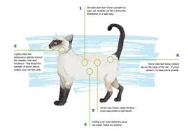 All cats are different, of course, but there are a few ways to set yourself up for success when it comes time to show your love. Understanding Cat Body Language How Do Cats Communicate Petplan