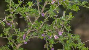 Image result for Ormocarpum trichocarpum