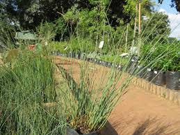 Image result for Juncus lomatophyllus