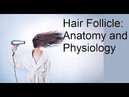 Hair Follicle Anatomy And Physiology Youtube