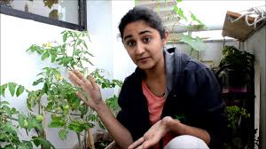 Bacillus thuringiensis can be used to control worms, but control is difficult unless the infestation. What To Do If No Fruits Coming On Tomato Plant Garden Up Youtube