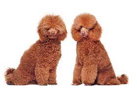 Check spelling or type a new query. Which Poodle Haircut Is The Best K9 Web