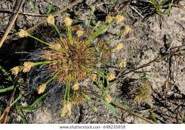 Image result for Bulbostylis megastachys