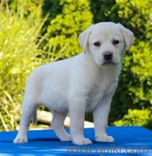 If you're not convinced and your intention is to buy a labrador retriever from a breeder, it is safest to purchase a puppy from a reputable breeder. Labrador Retriever Puppy For Adoption Send Your Whatsapp Number For More Details Gtb Nagar Mumbai Quikr