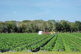 Plant City Strawberry Fields Florida Plant City Florida Visit Florida Florida Sunshine