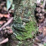 Image result for Cola chlamydantha