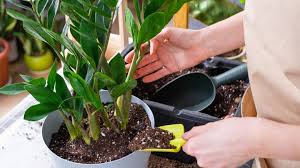 Houseplant Is Losing Soil