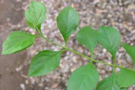 Image result for Duranta erecta