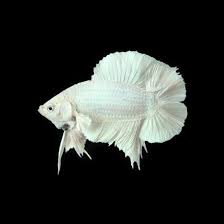 It has a double caudal fin. Platinum Double Tail Betta Fishbuff