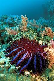 Thailand Ocean Life Acanthaster Beautiful Sea Creatures Ocean Creatures Life Under The Sea