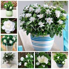Maybe you would like to learn more about one of these? 10 Best For Gardenia Plant Indoor Pink Wool