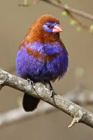 Cardinal eggs are glossy light green or dull gray, with. 10 Striking Purple Colored Birds