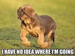 No Sense Of Direction Funny Animals Funny Animal Photos Funny Animal Pictures