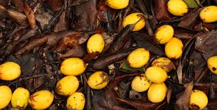 Image result for Klainedoxa