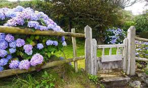 The best time to plant hydrangea. Alan Titchmarsh S Tips On Planting Hydrangeas Express Co Uk