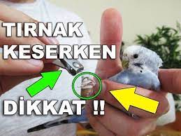 muhabbet kusu tirnak kesimi ve kanamasi youtube muhabbet kuslari kusu tirnak