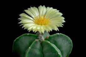 Las plantas de cactus más populares son de méxico. Tipos De Cactus Sin Espinas Ideales Para Interior Blog Miroytengo