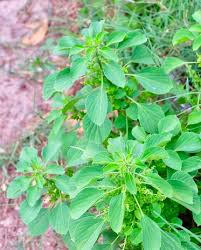Image result for Acalypha ciliata