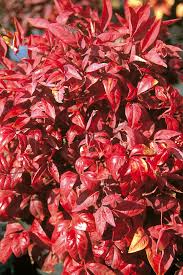 Nandina Pygmaea Life Is A Garden