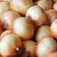 We did not find results for: Yellow Sweet Spanish Onion Plants For Sale Free Shipping