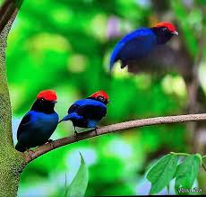 Bird Of Paradise Mating Dance Gif Https Encrypted Tbn0 Gstatic Com Images Q Tbn 3aand9gcsel8fvqhdwswcdnu Zjkufatt 8hhmcyttja Usqp Cau