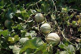Tomatoes need 45 to 80 days to bear fruit, depending on the. Growing Cantaloupe From Seeds A Practical Garden Season Guide