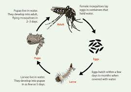Maybe you would like to learn more about one of these? Life Cycle Of Aedes Aegypti And Ae Albopictus Mosquitoes Mosquitoes Cdc