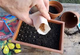 когда высаживать помидоры в открытый грунт по лунному календарю Vybiraem Blagopriyatnye Dni Dlya Poseva Semyan Pomidor Na Rassadu V 2020 Godu V 2020 G Kalendar Posadka Posadka Semyan