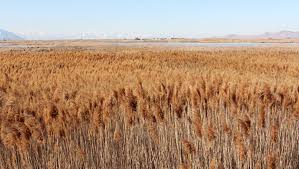 Image result for Phragmites