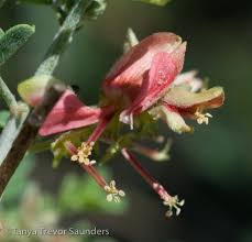 Image result for Anthericopsis sepalosa