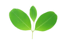 Image result for Cryptolepis oblongifolia