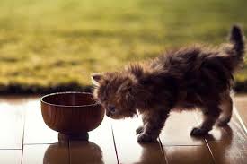 They may find them tasty. Cat Food Home