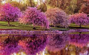 Image result for spring images free