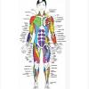 Begins with the structural characteristics of bones and muscle mass. 1