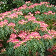 Jardin. Lalbizia, un grand arbuste à pompons roses