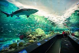 How To Have The Best Experience At Ripley'S Aquarium - Epic Experiences