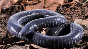 It S Not A Snake But Beware Of Its Venomous Bite The New York Times