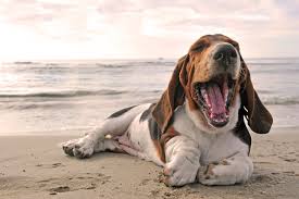 Evergreen pet lodge evergreen pet lodge is located just minutes from the hilton head island airport in a peaceful countryside setting amidst the natural beauty of tall pine and shady trees. Isle Of Paws