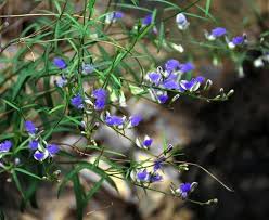 Image result for Polygala transvaalensis