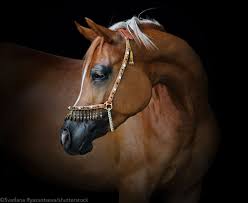 Arabic is a semitic language that first emerged in the 1st to 4th centuries ce. The Arabian Horse Horse Illustrated