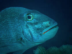 Image result for Calamus deerratus