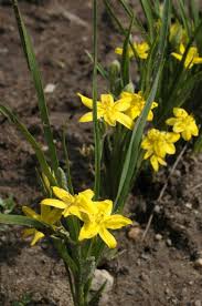 Image result for Hypoxis urceolata
